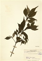 藏品(疏果海桐)的圖片